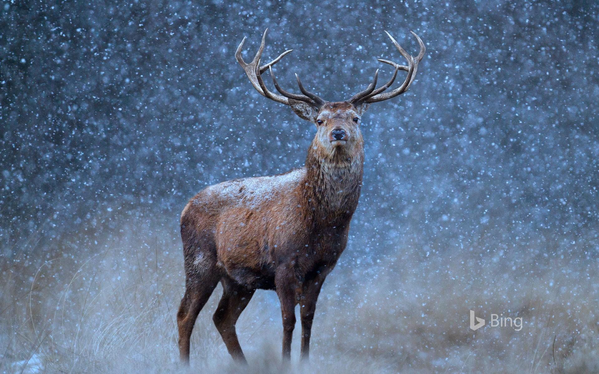 1920x1200 Deer Snow Wallpaper