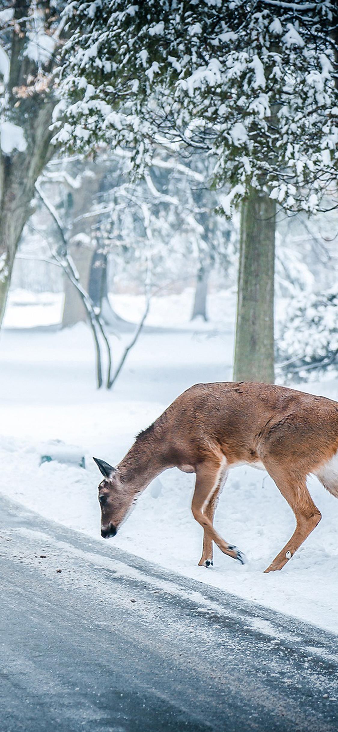 1125x2436 christmas deer street snow winter nature animal