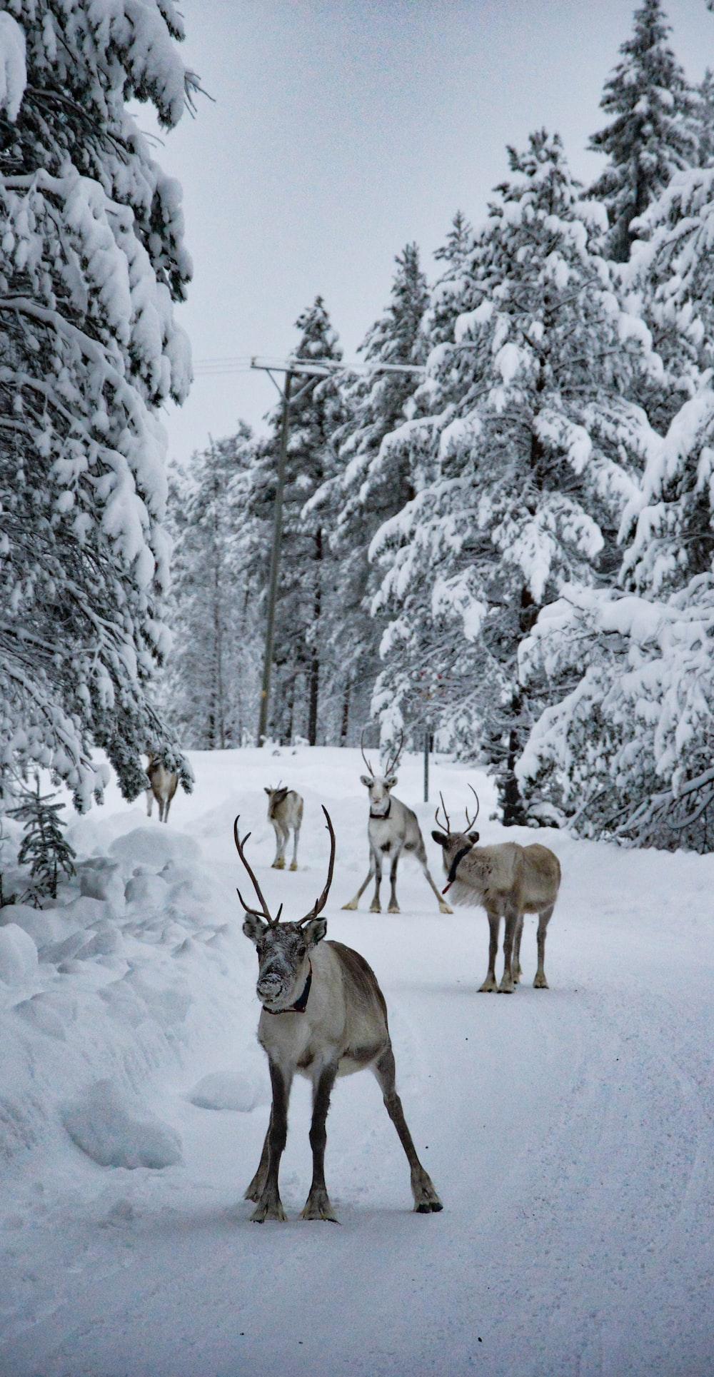1000x1929 group of deer at snowfield photo