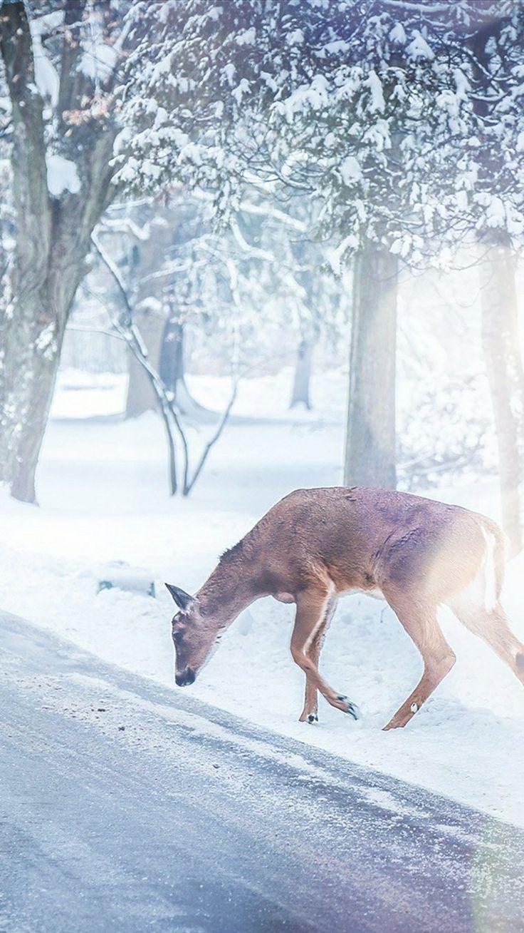 736x1308 Deer in snow by a road. Nature animals, Animals, Winter nature