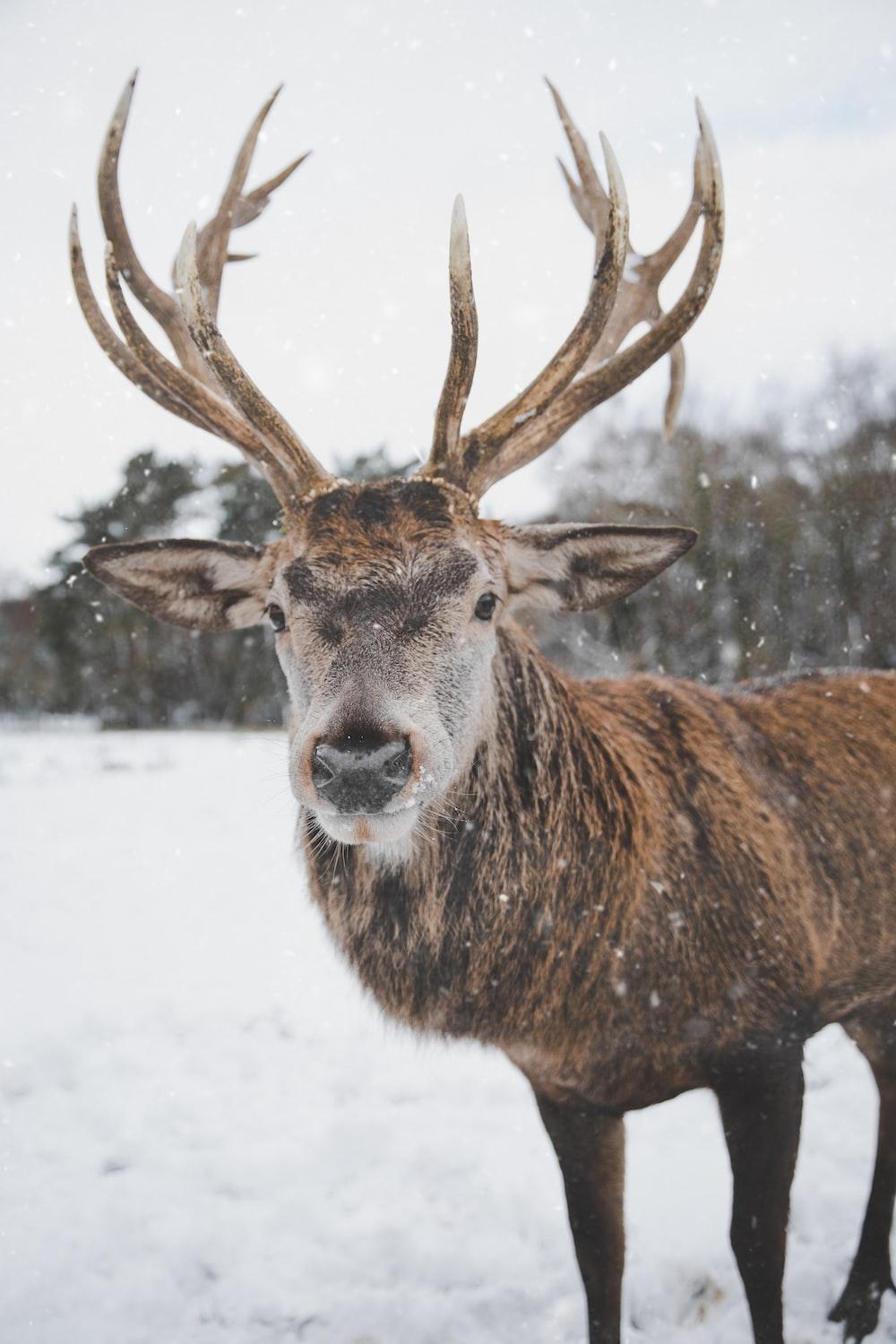 1000x1500 Deer Snow Picture. Download Free Image