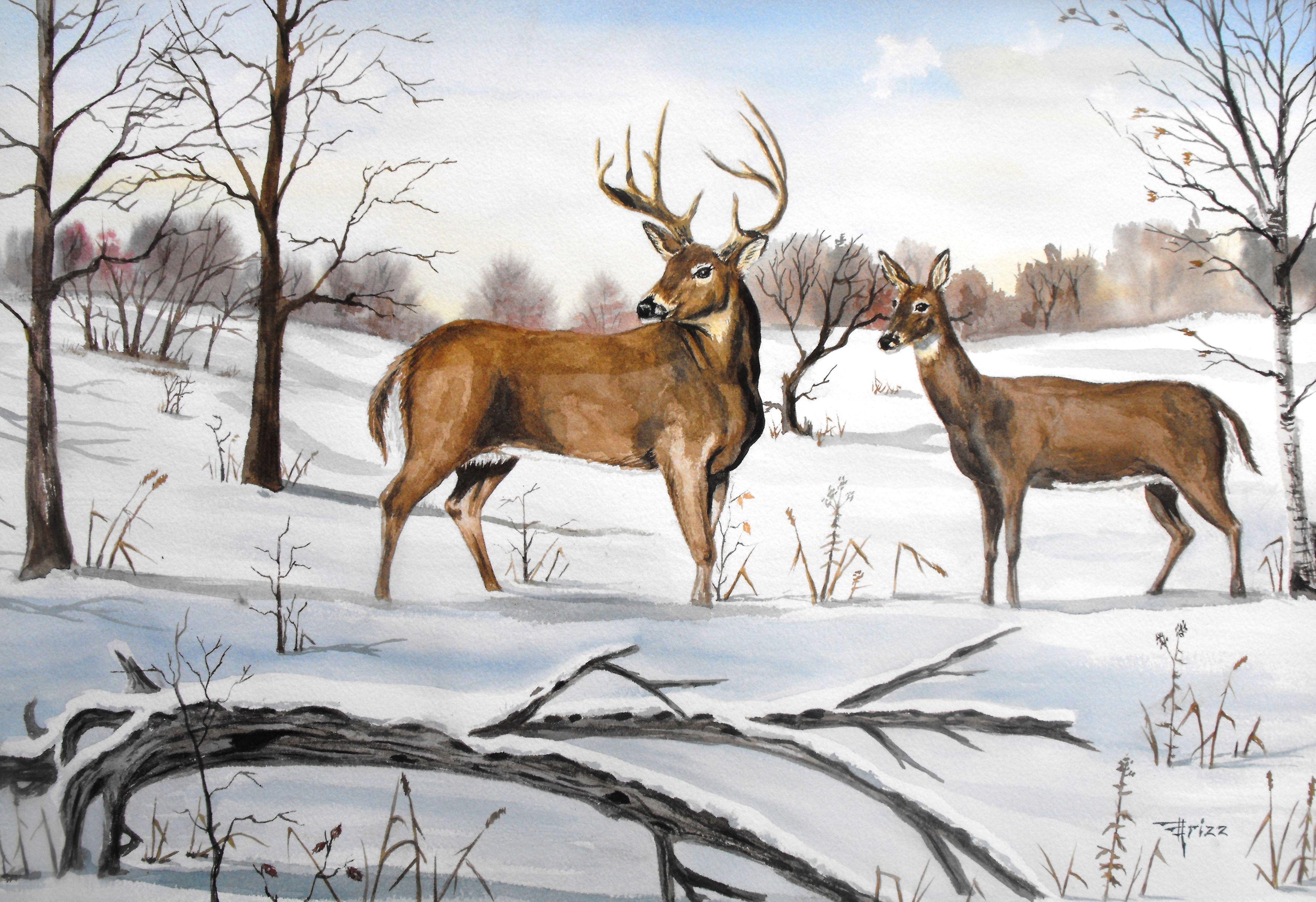 3571x2447 Early Snow' Whitetail deer 16x20 Watercolor. Deer artwork, Deer photo, Whitetail deer