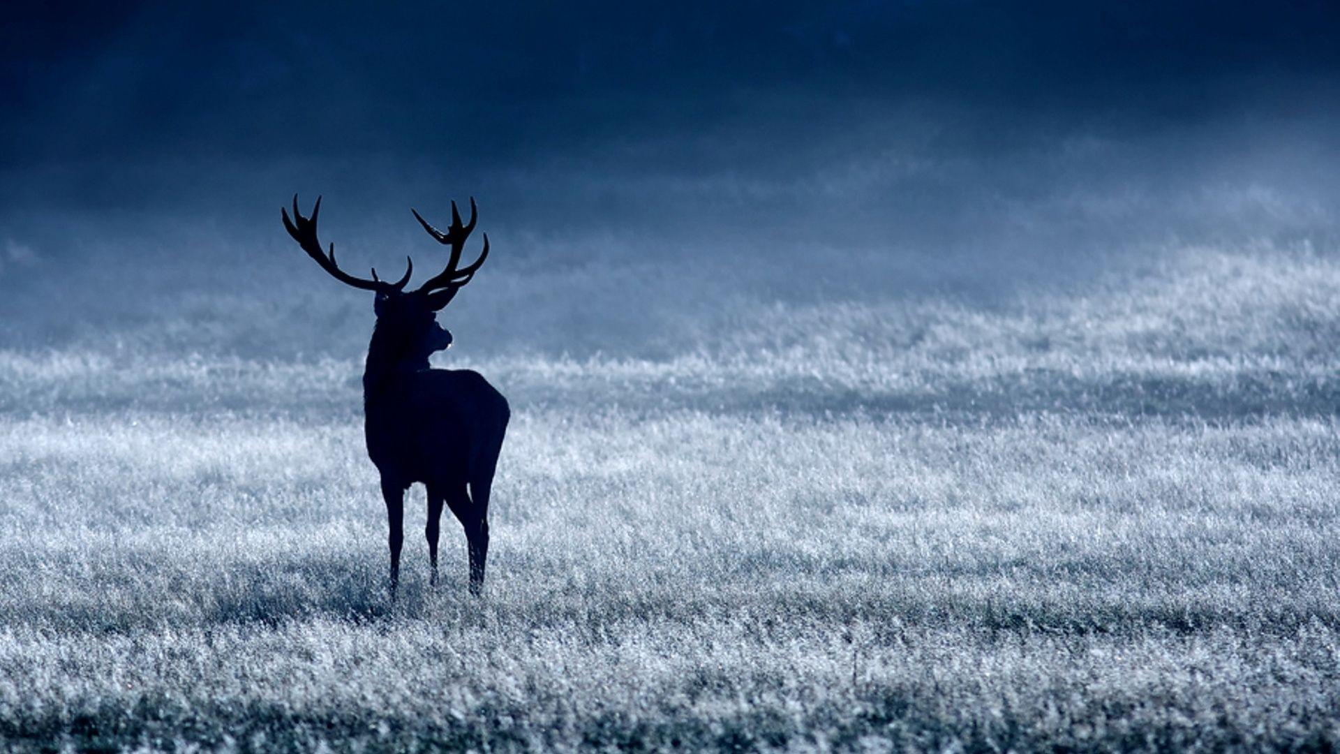 1920x1080 Deer Wallpaper