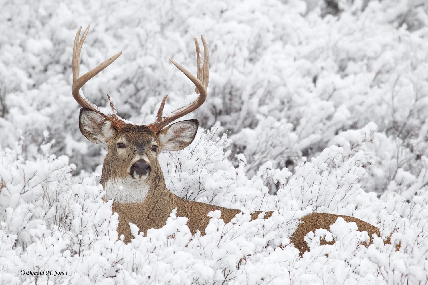 1500x1000 Baby Deer In The Snow Desktop Wallpaper