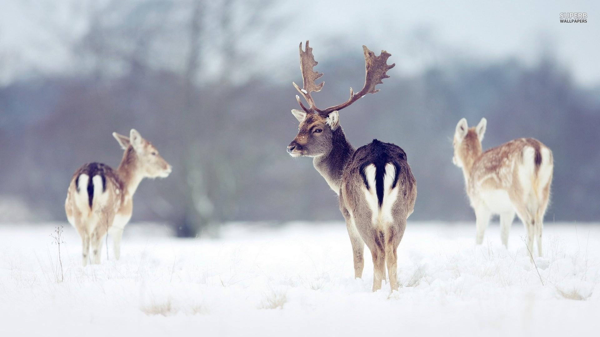 1920x1080 Whitetail Deer Wallpaper
