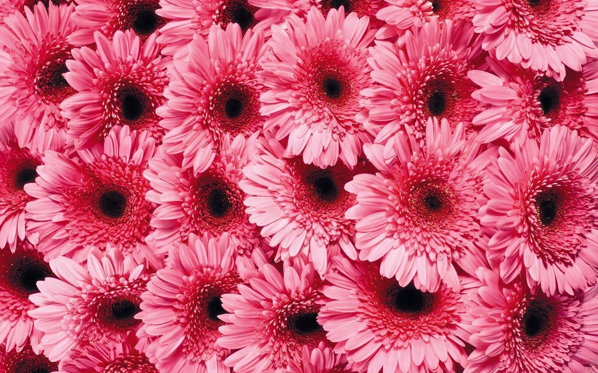 1920x1200 Gerber Daisy Wallpaper