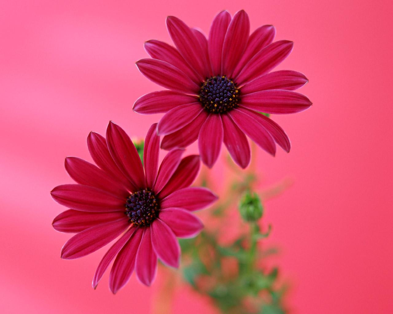 Pink Gerber Daisy Wallpapers - Top Free Pink Gerber Daisy Backgrounds