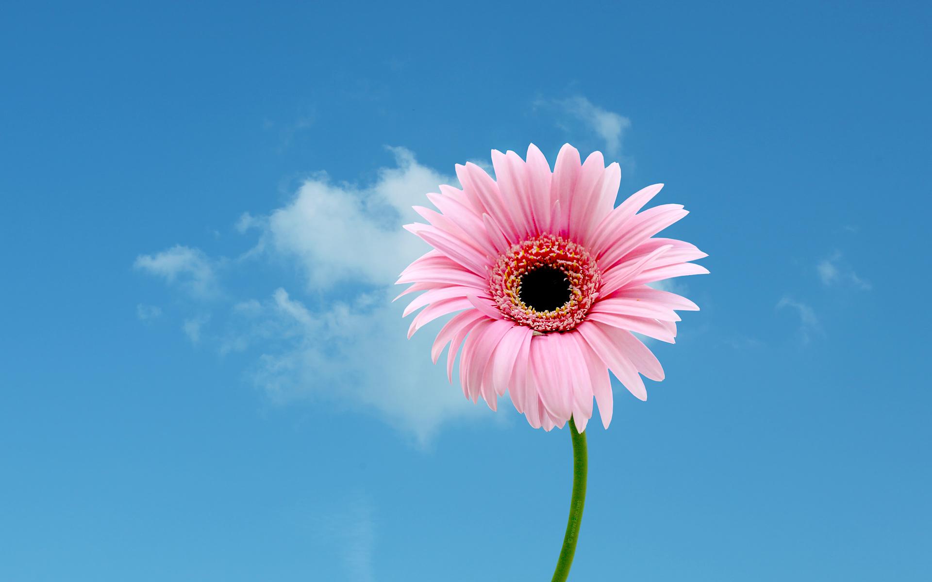 1920x1200 Flower Wallpaper, Flower Background on