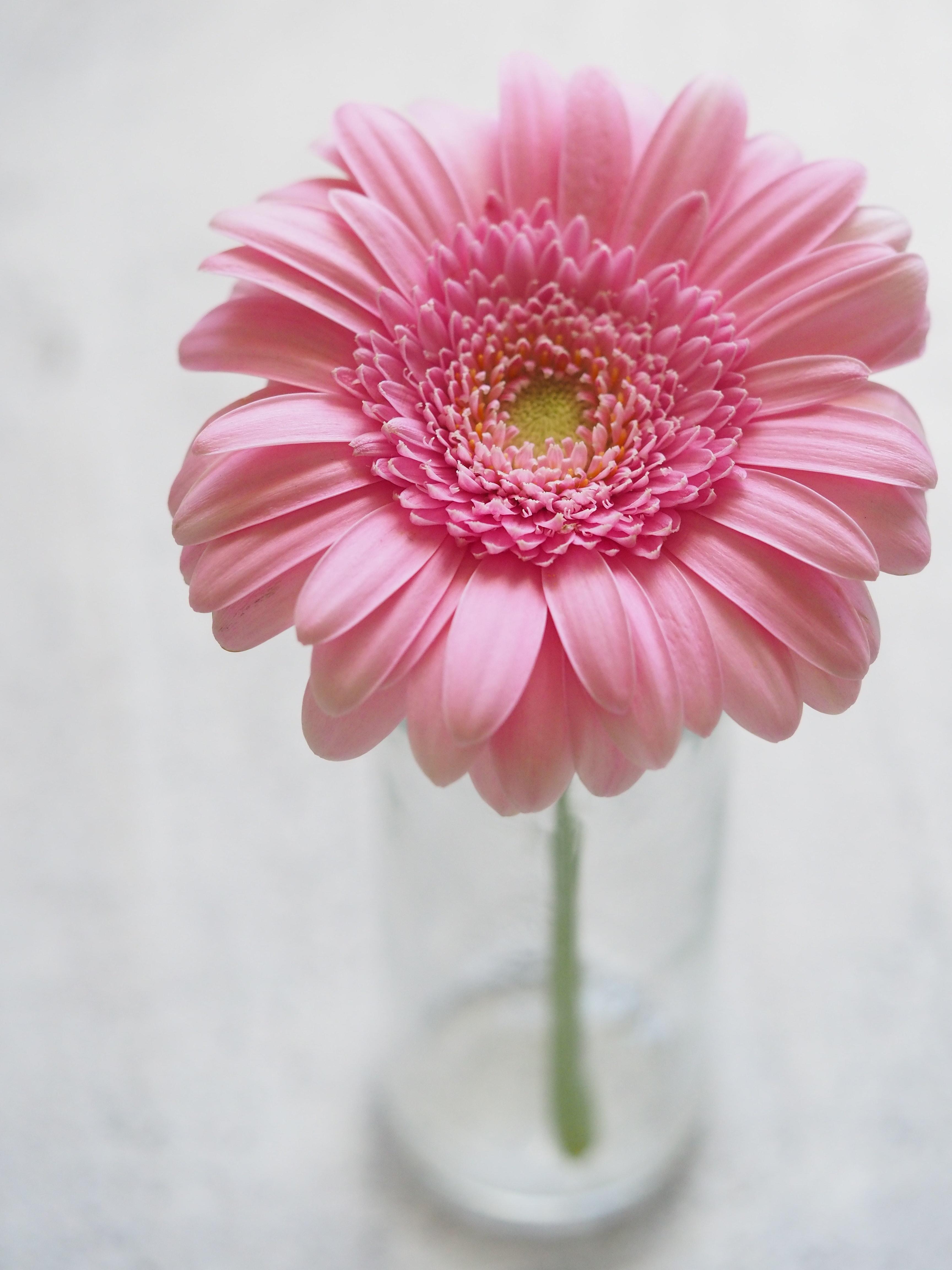 3456x4608 Pink Gerbera Flower in Closeup Photography · Free