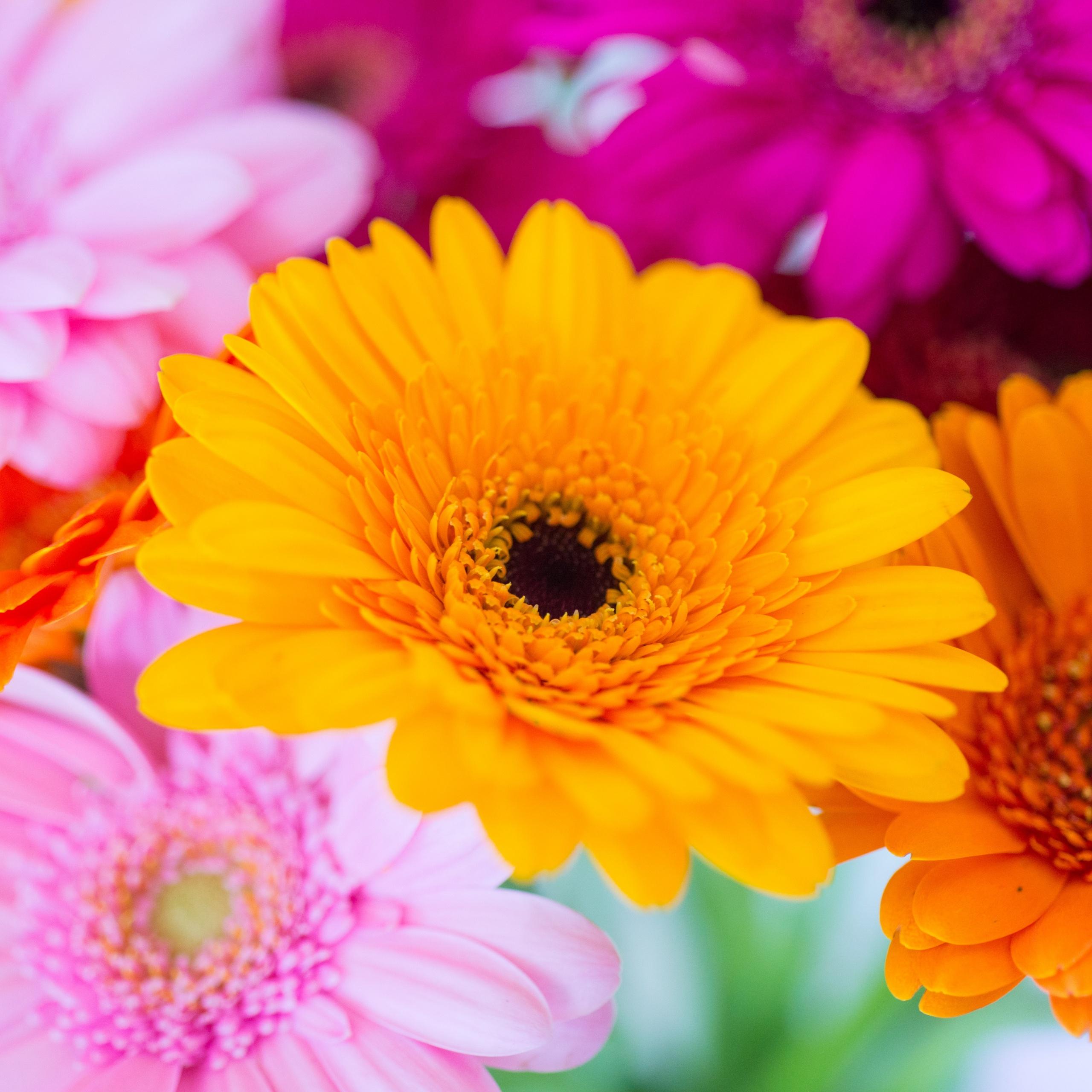 2560x2560 Gerbera Daisy Wallpaper 4K, Yellow flower, Pink, Orange, Closeup, Macro, Flowers