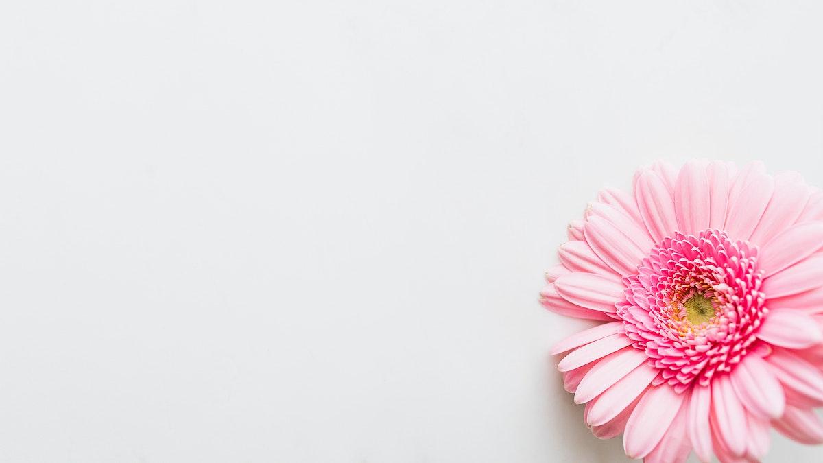1200x675 Single light pink Gerbera daisy