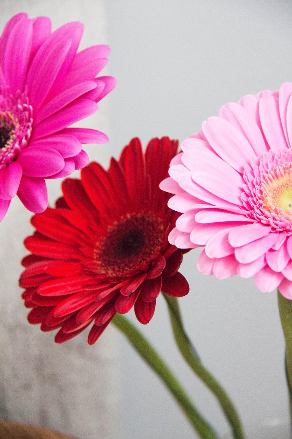 Pink Gerber Daisy Wallpapers - Top Free Pink Gerber Daisy Backgrounds ...