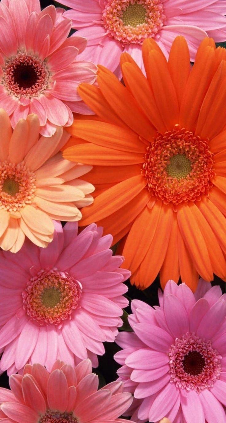 Pink Gerber Daisy Wallpapers - Top Free Pink Gerber Daisy Backgrounds