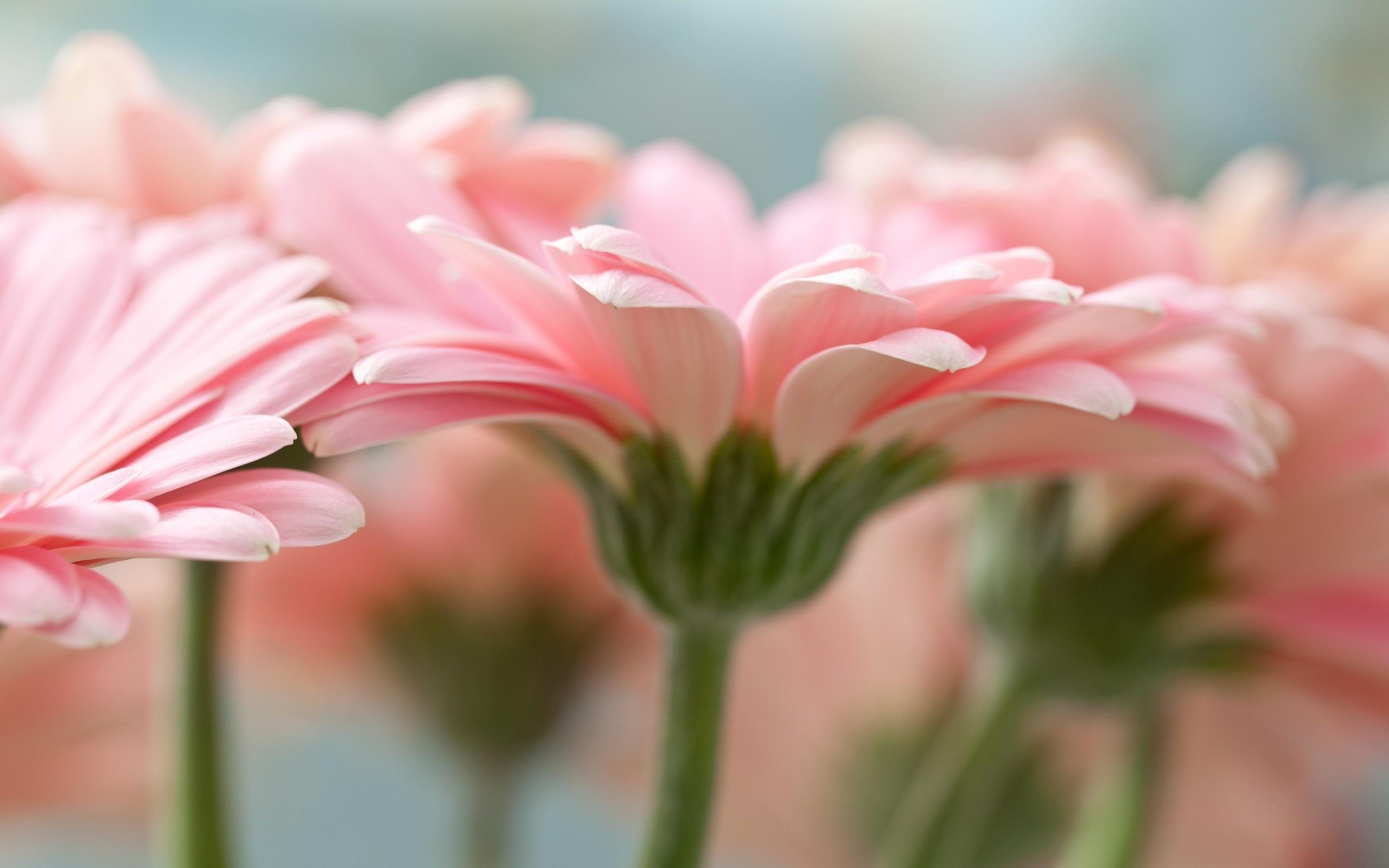 2560x1600 Free download Pink Gerbera Daisy Wallpaper 2560x1600 451473 [2560x1600] for your Desktop, Mobile & Tablet. Explore Gerbera Daisies Wallpaper. Gerbera Daisies Wallpaper, Daisies Wallpaper, Gerbera Wallpaper