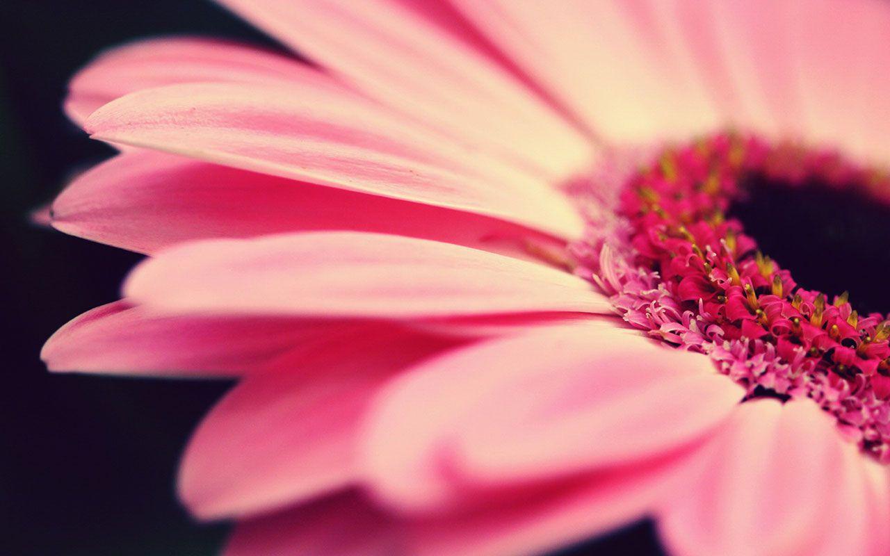 1280x800 Pink Daisies Wallpaper