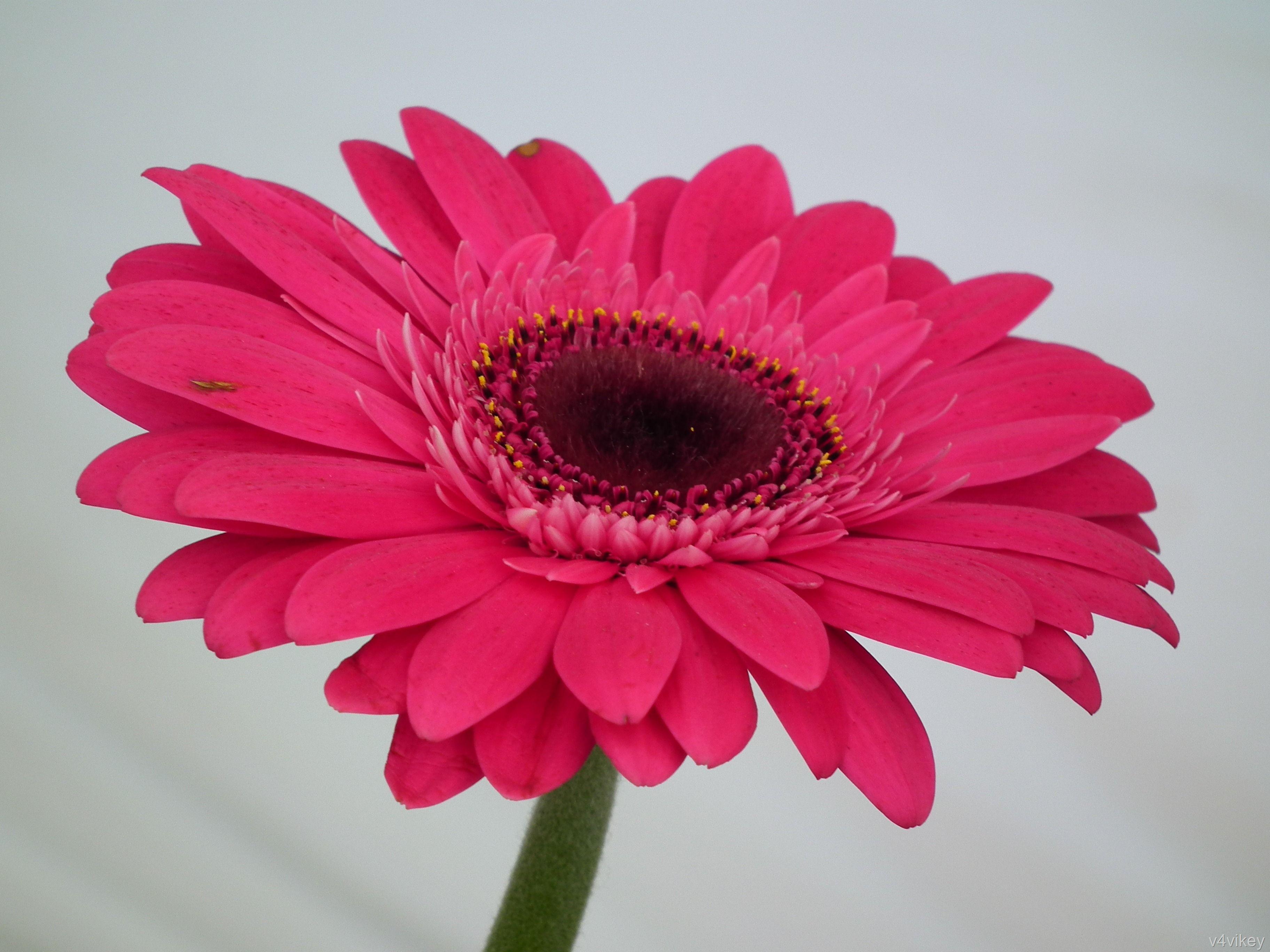 3648x2736 White Gerbera Daisy Flowers Pink Flower Wallpaper
