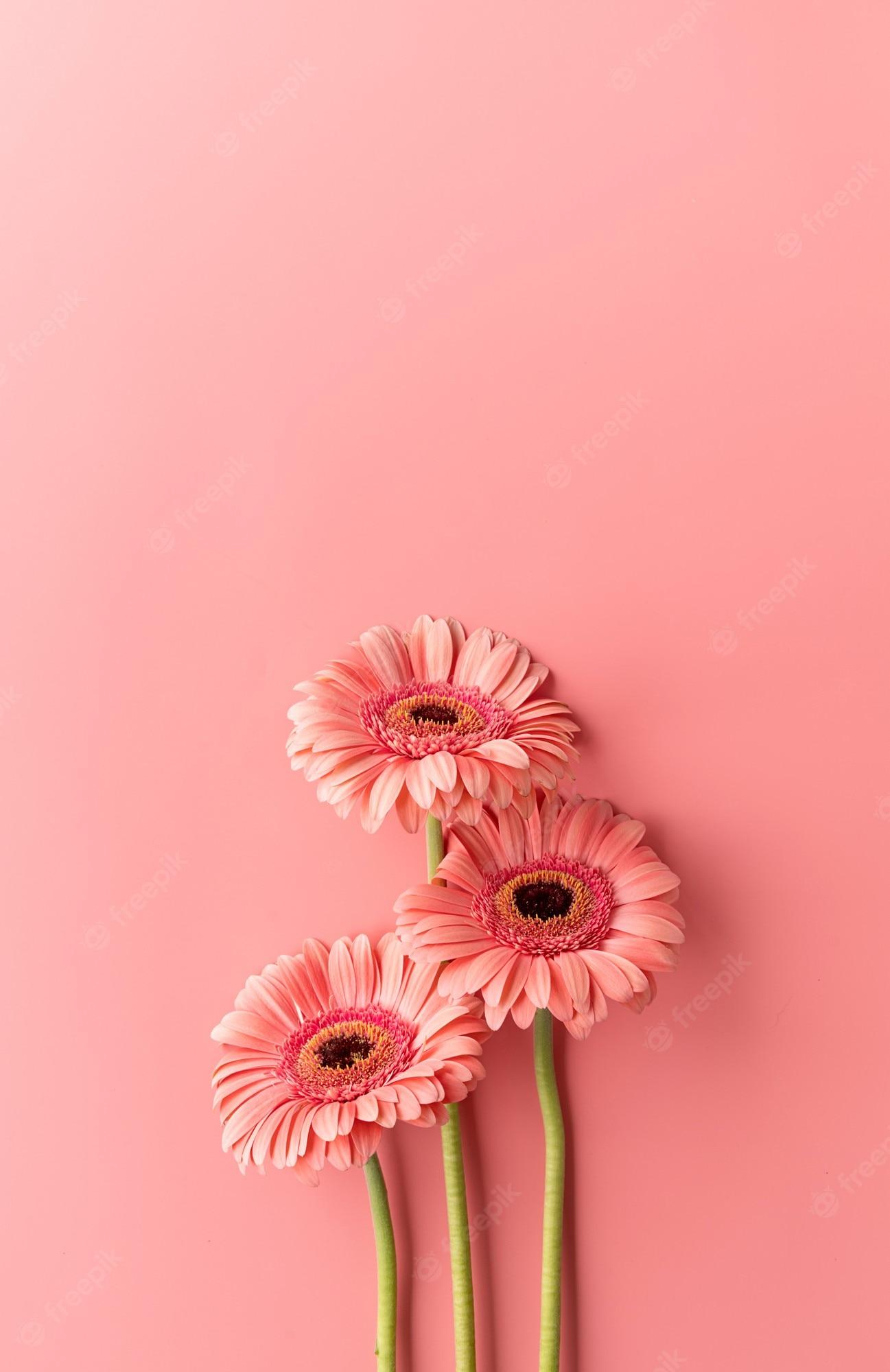 1297x2000 Premium Photo. Three pink gerbera daisies on pink background. minimal design flat lay. pastel colors