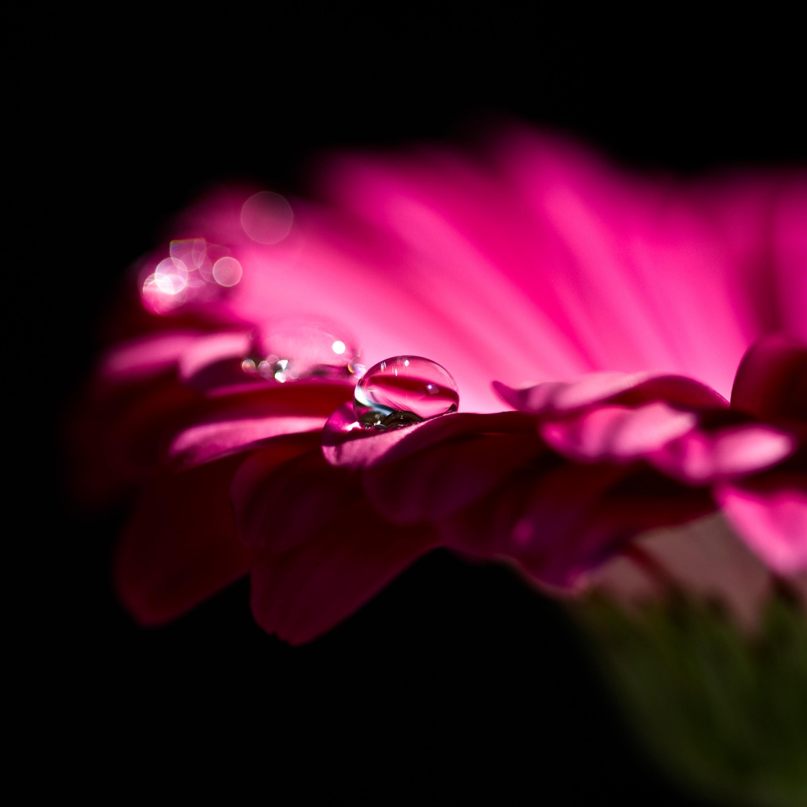 2732x2732 Pink Daisy Wallpaper 4K, Gerbera Daisy, Dew Drops, Droplets, Flowers