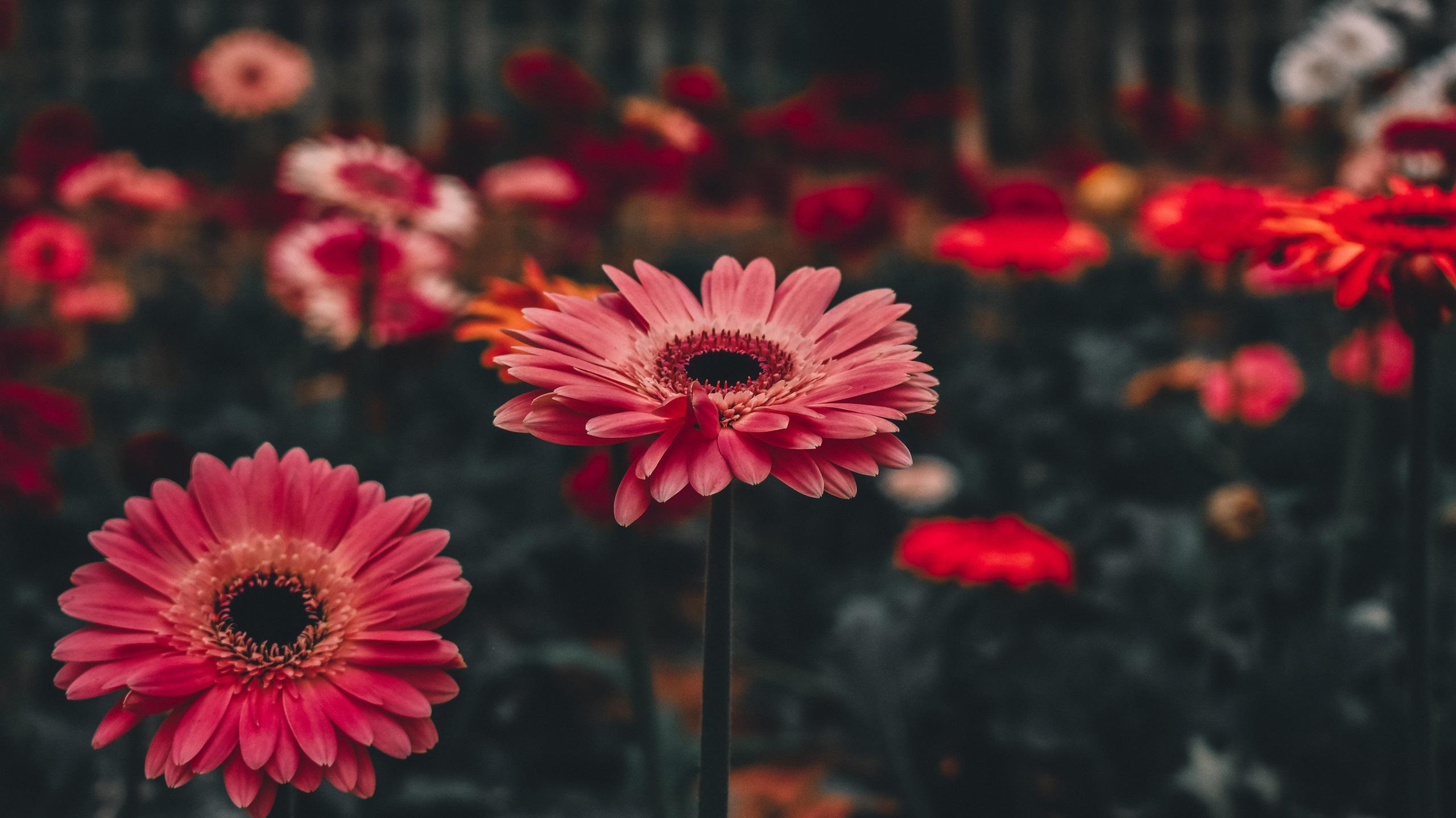 2560x1440 Wallpaper Pink gerbera flowers, bokeh 3840x2160 UHD 4K Picture, Image