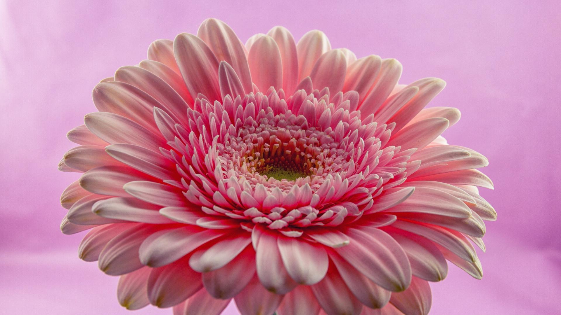 Pink Gerber Daisy Wallpapers - Top Free Pink Gerber Daisy Backgrounds ...