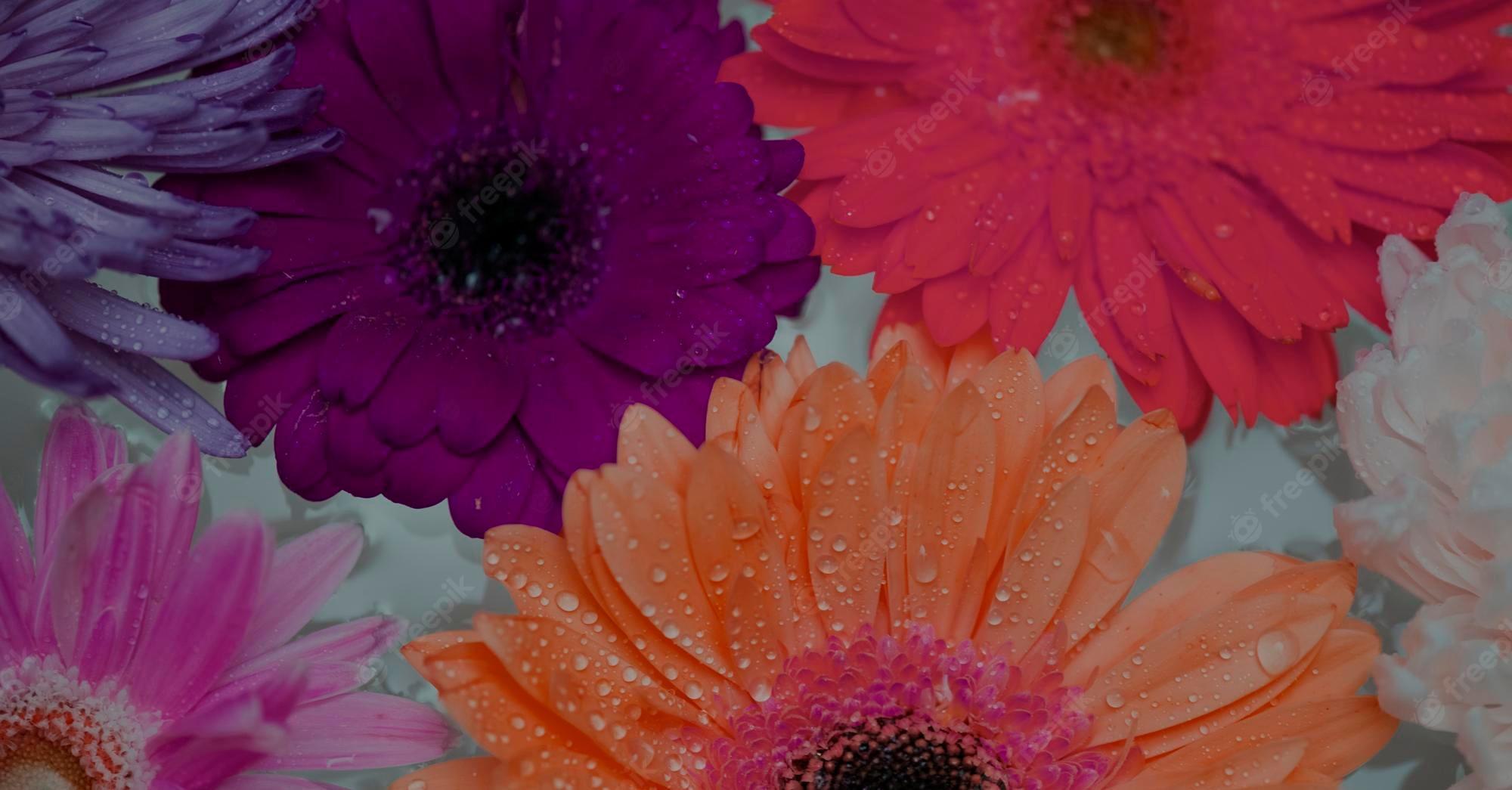 Pink Gerber Daisy Wallpapers Top Free Pink Gerber Daisy Backgrounds Wallpaperaccess 0573