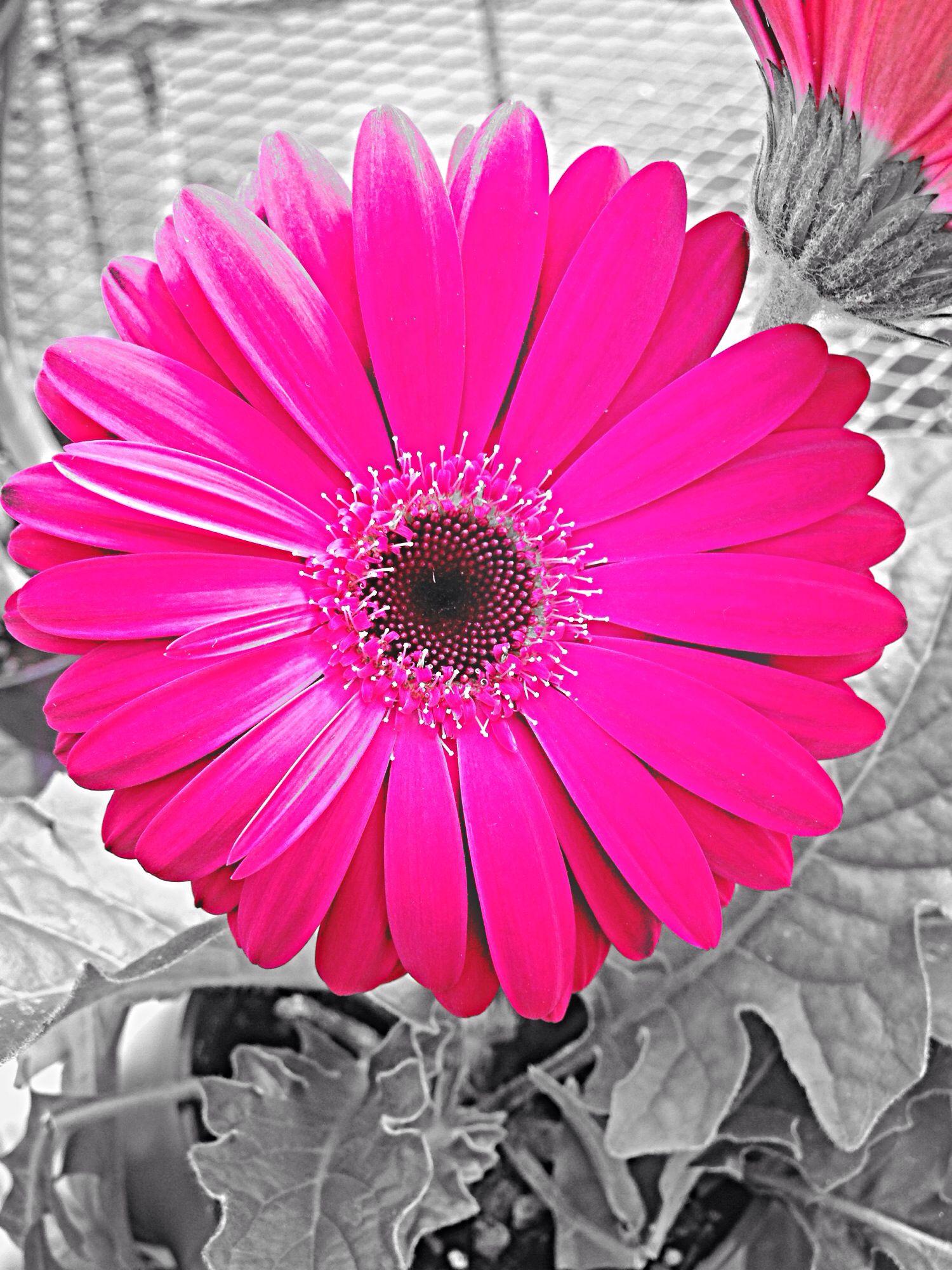 Pink Gerber Daisy Wallpapers - Top Free Pink Gerber Daisy Backgrounds
