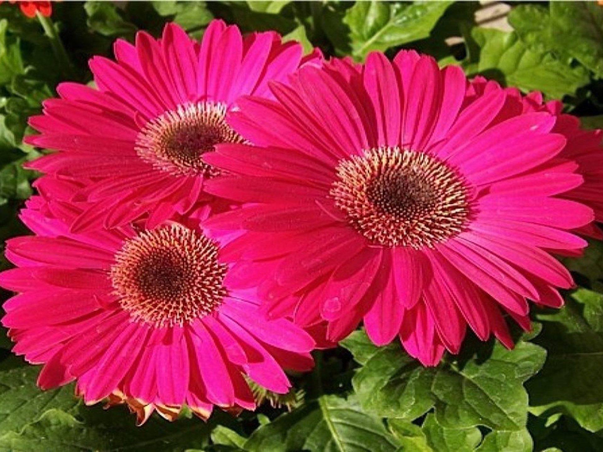 1920x1440 Light Pink Daisies Wallpaper Light Pink Gerbera Daisy Pink :
