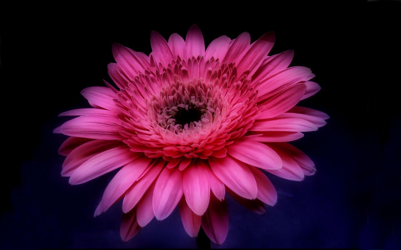 1680x1050 Free download Pink Gerbera Daisy in the Darkness wallpaper 1680x1050 [1680x1050] for your Desktop, Mobile & Tablet. Explore Gerbera Daisy Wallpaper. Pink Daisy Wallpaper, Gerber Daisy Wallpaper for Computers