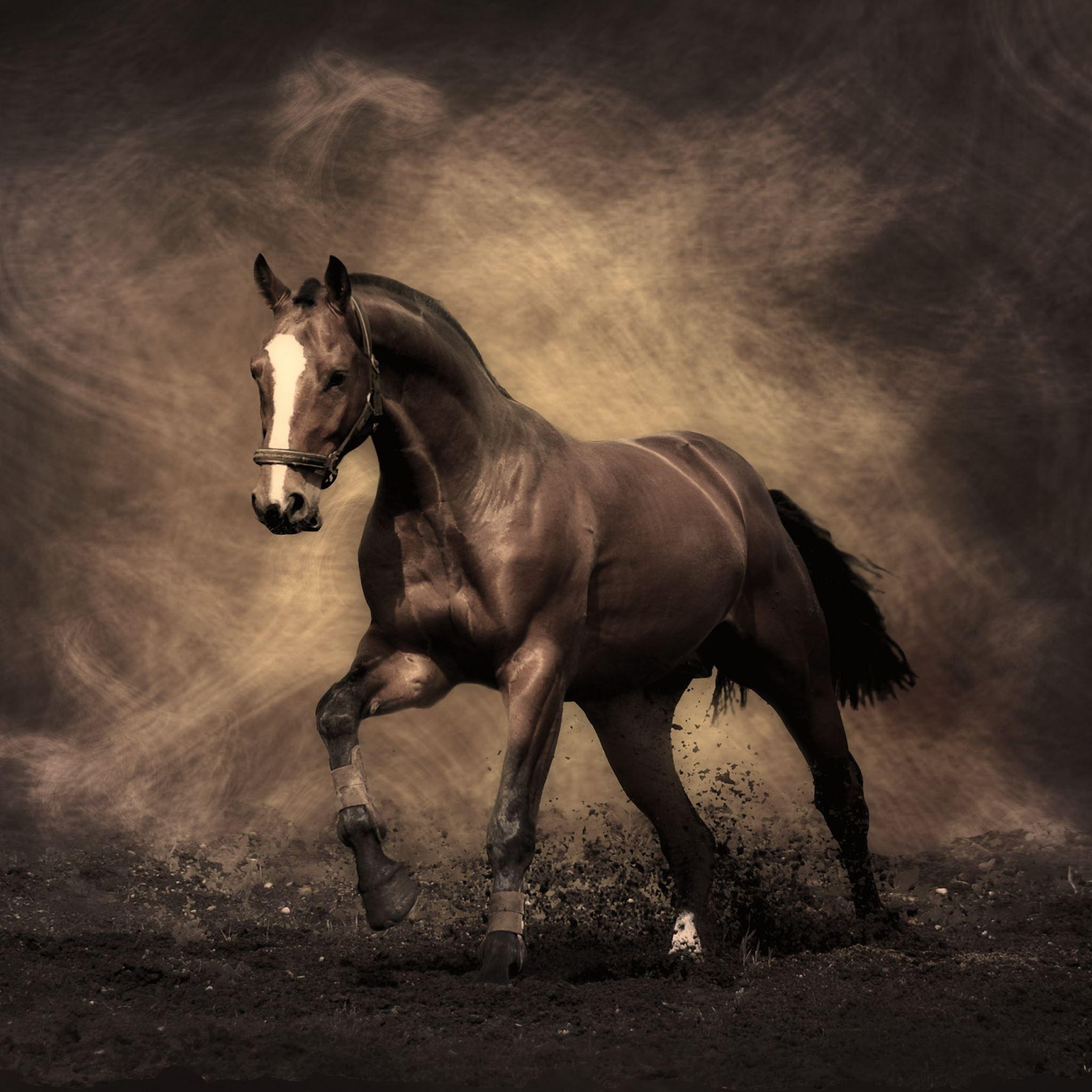 2048x2048 Best Horse iPad Air HD Wallpaper