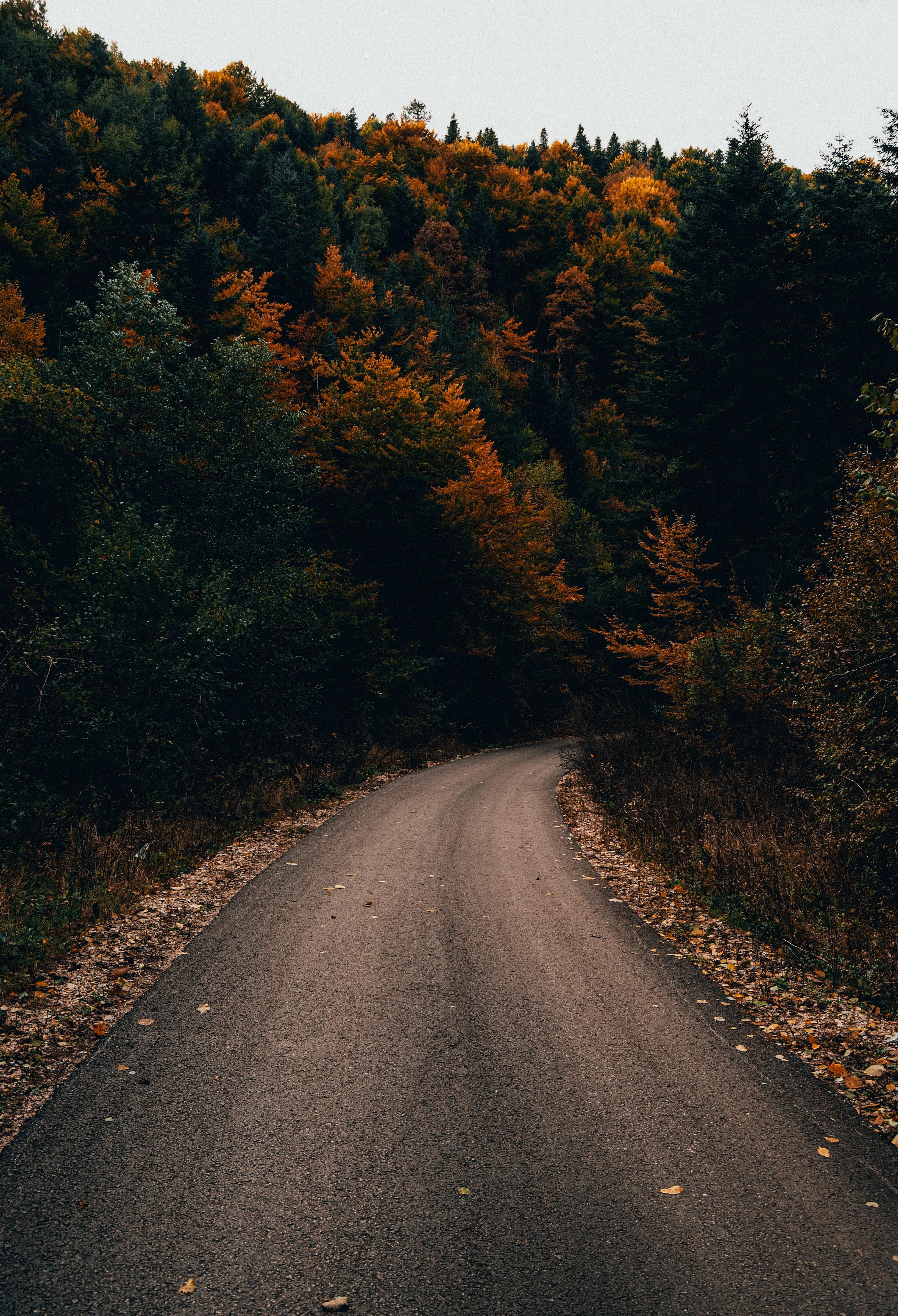 2581x3783 Best Free Autumn Trees & Image · 100% Royalty Free HD Downloads