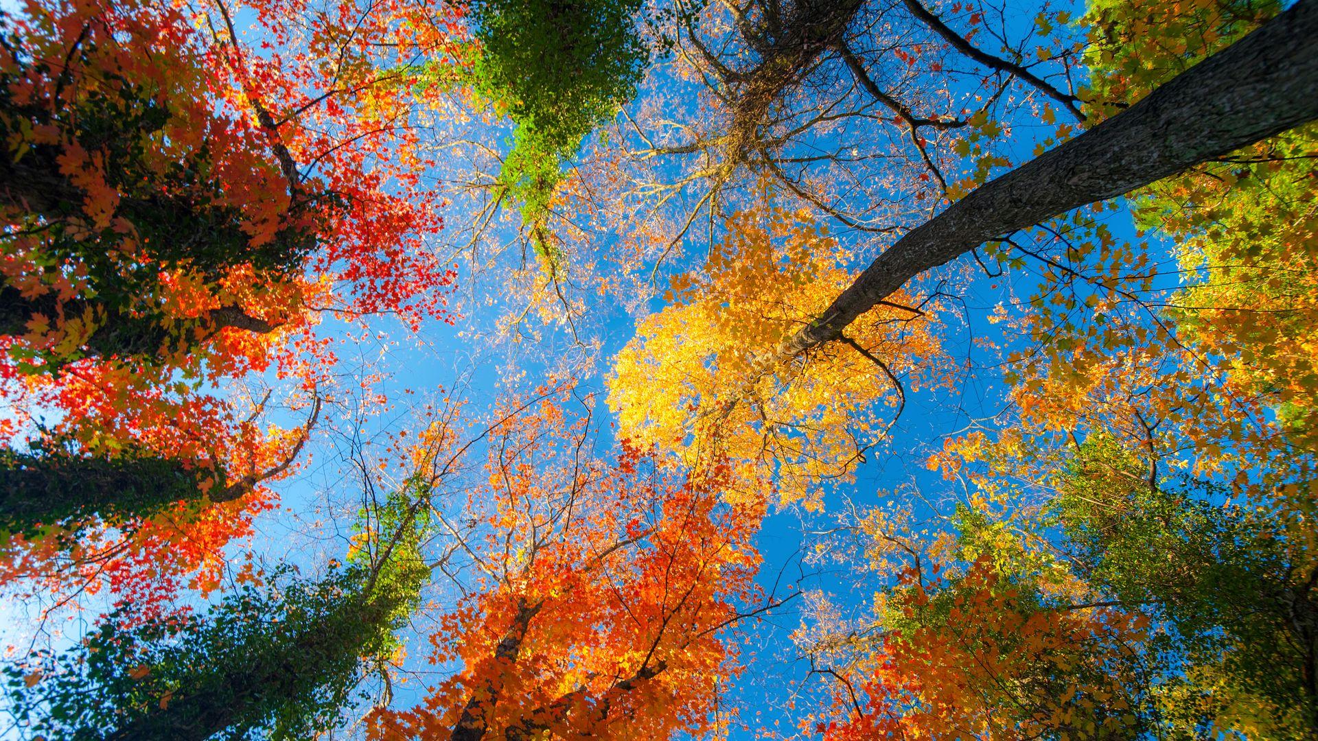 1920x1080 Autumn Trees And Sky View Free HD Image