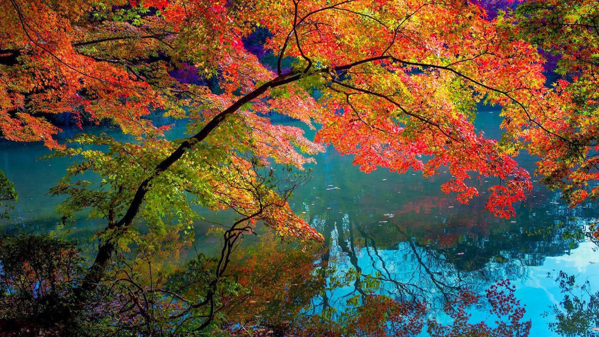 1920x1080 Autumn HD Wallpaper With Branches Of A Tree