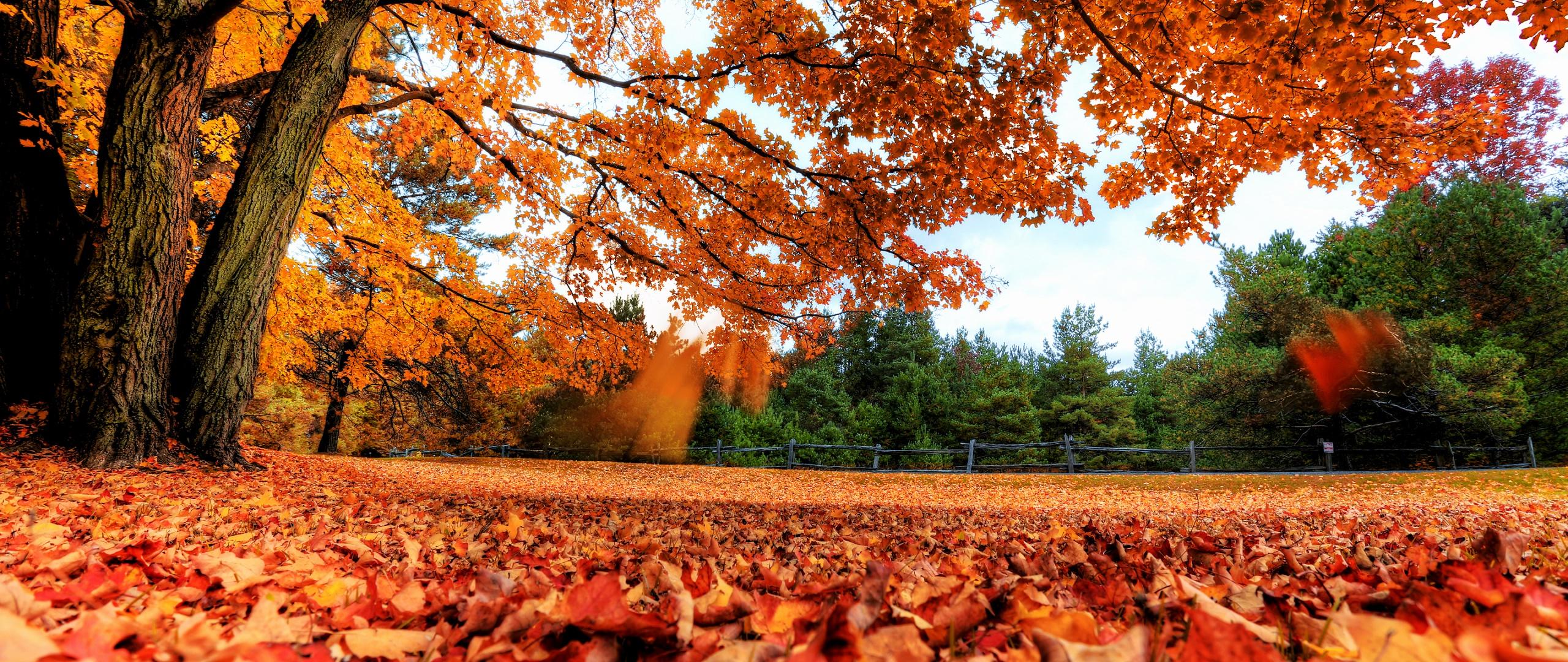 2560x1080 Maple tree Wallpaper 4K, Autumn leaves, Foliage, Fallen Leaves, Landscape, Nature