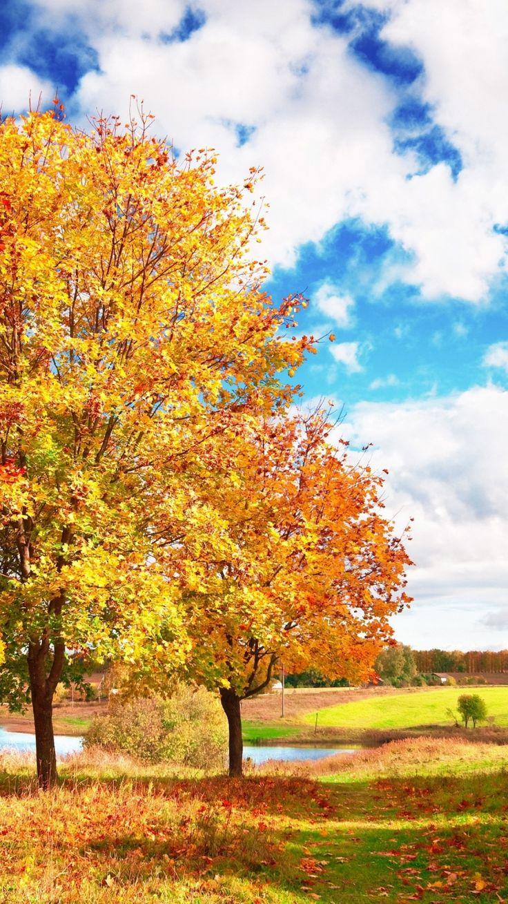736x1309 Wallpaper autumn, trees, colors, palette, bright, leaf fall. Fall wallpaper, Cute fall background, iPhone wallpaper fall