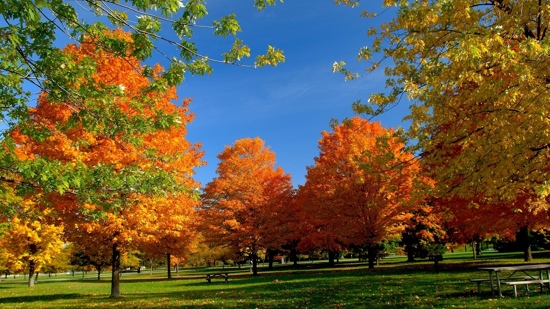 1920x1080 Autumn Park Trees HD Free HD Image