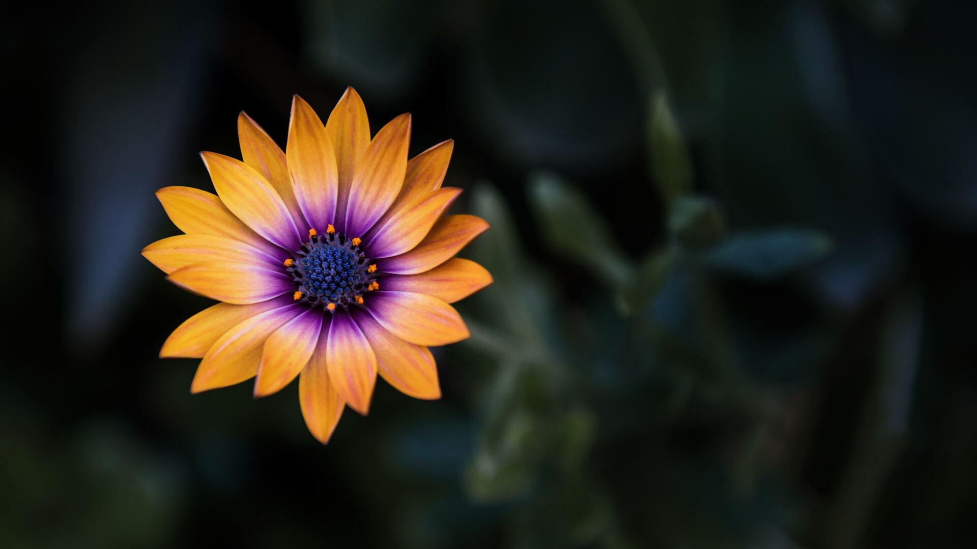 1920x1080 Bright Orange Purple Flower 8k Laptop Full HD 1080P HD 4k Wallpaper, Image, Background, Photo and Picture