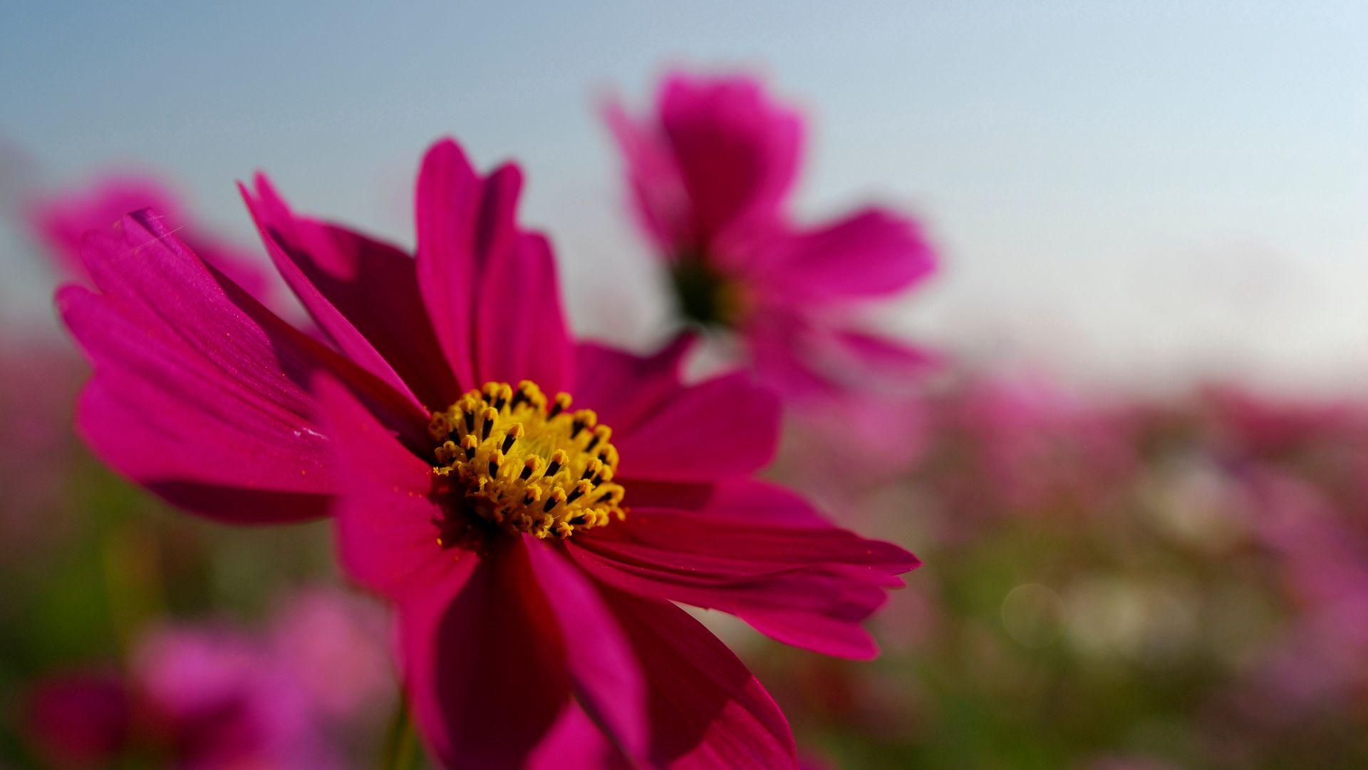 1920x1080 Download wallpaper 1920x1080 bright, petals, pink, sky, flower, field full hd, hdtv, fhd, 1080p HD background