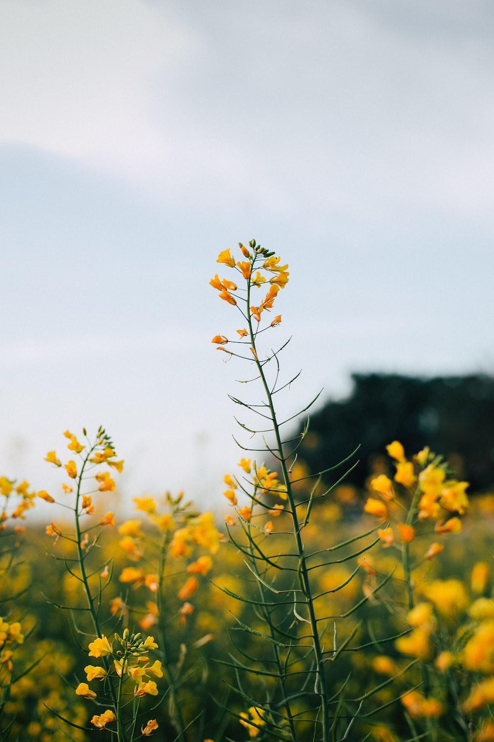 1000x1500 Bright Flowers Picture. Download Free Image