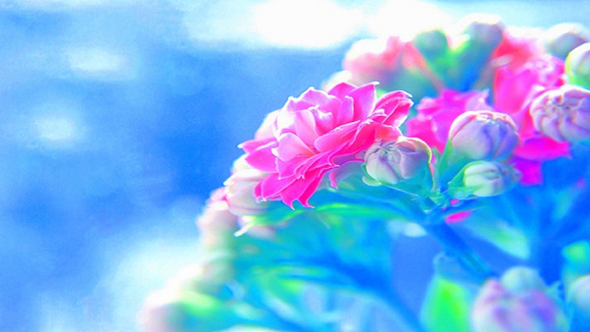 1920x1080 Bright Coloured Flower Wallpaper
