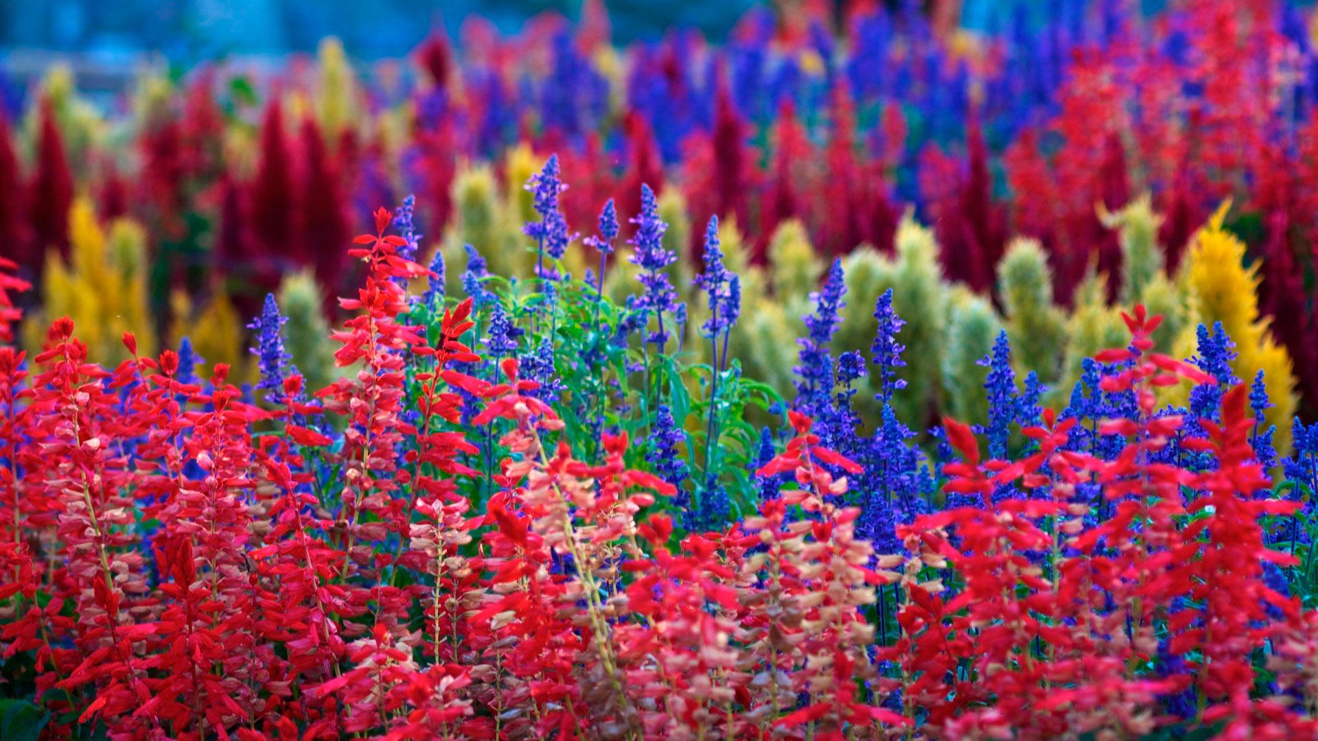 1920x1080 Colorful Flower Wallpaper Free Download