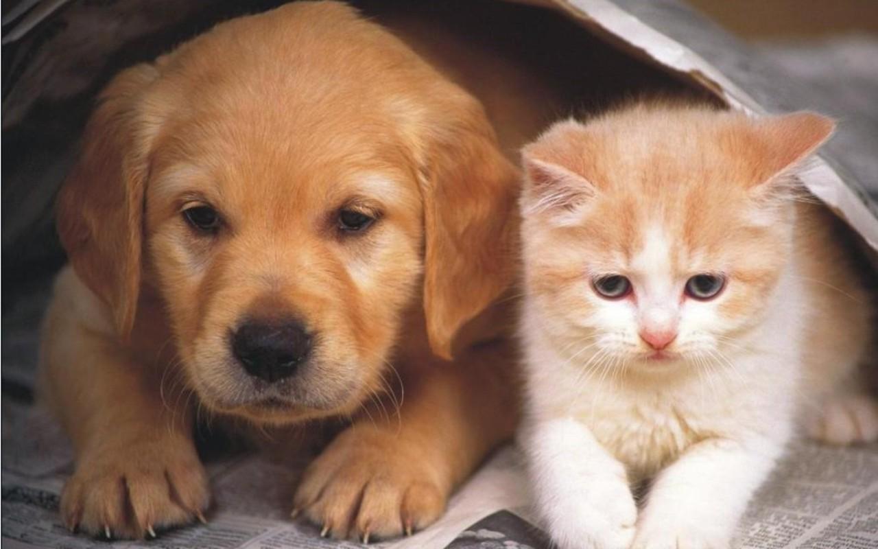 1280x800 Kitten and Puppy Wallpaper