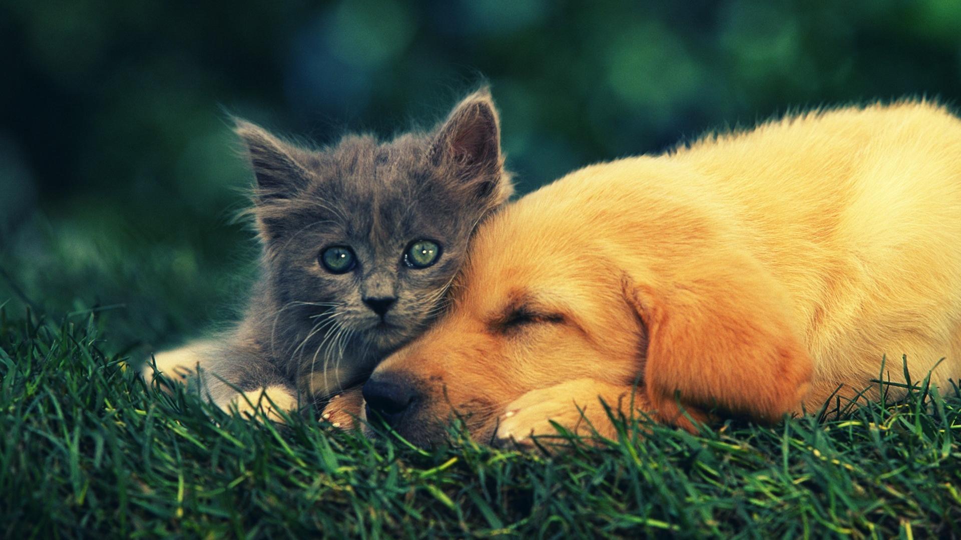 1920x1080 Animals cats dogs pets wallpaper / iPhone HD Wallpaper Background Download (png / jpg) (2022)