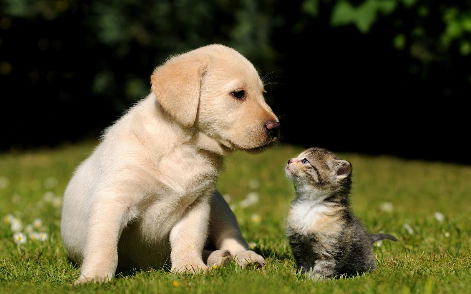 1600x1000 Animal Wallpaper Dog Cat Friends Grass And Cat Image HD