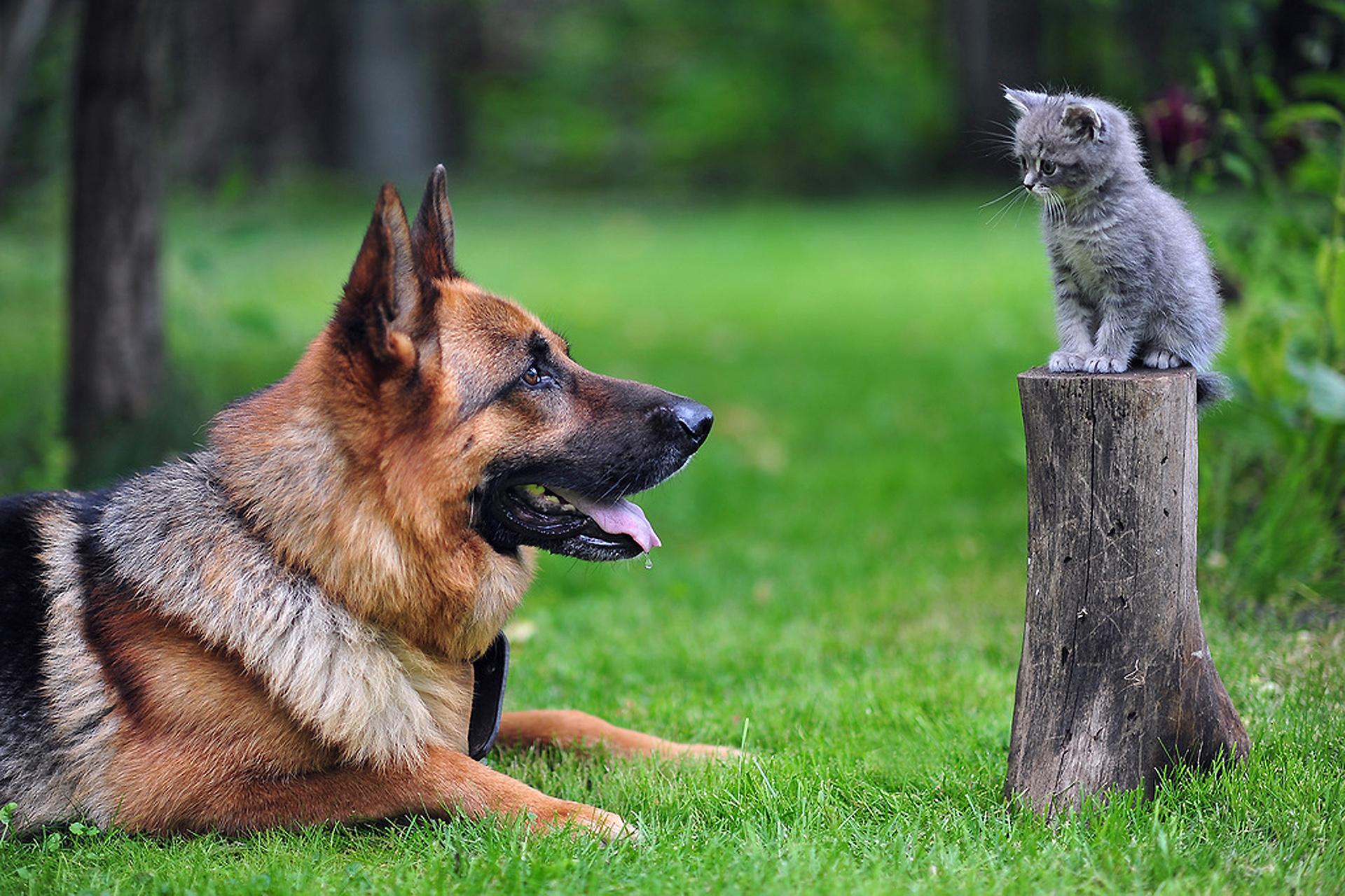 1920x1280 Cat & Dog HD Wallpaper and Background