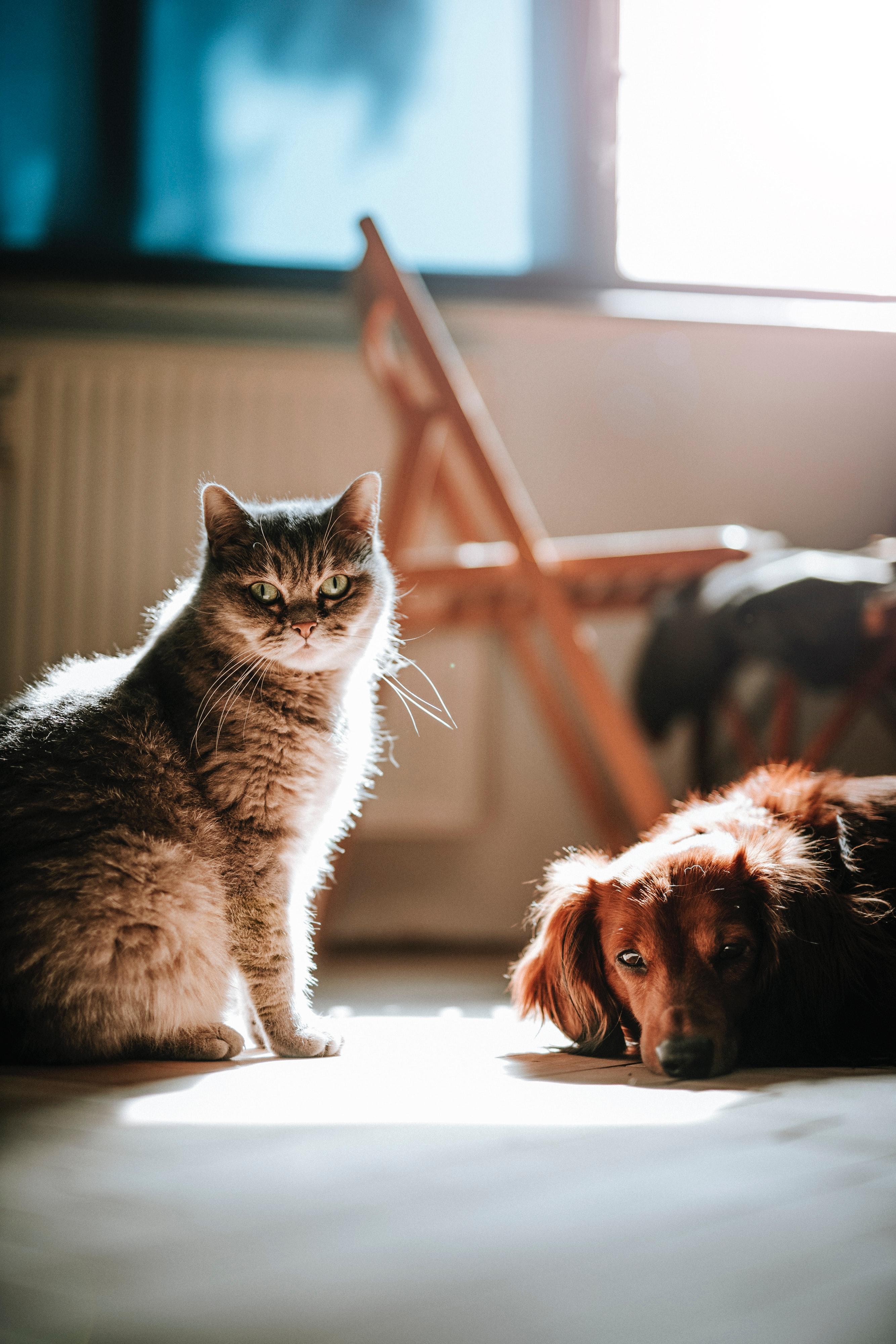 2667x4000 Best Free Cat And Dog & Image · 100% Royalty Free HD Downloads