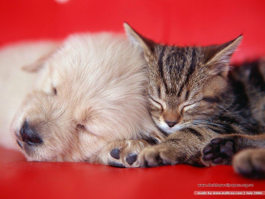 1024x768 Dogs and Cats vs. cats Wallpaper