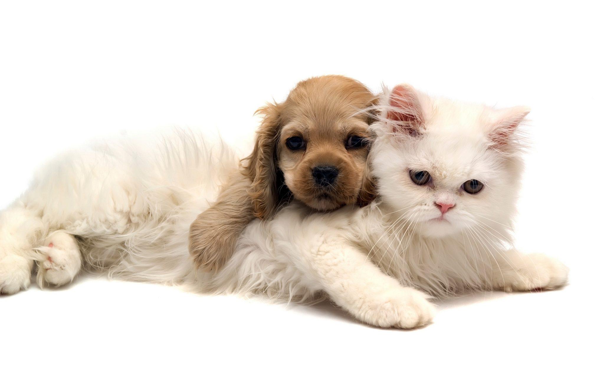 2048x1280 Free Cute Dog and Cat Wallpaper HD