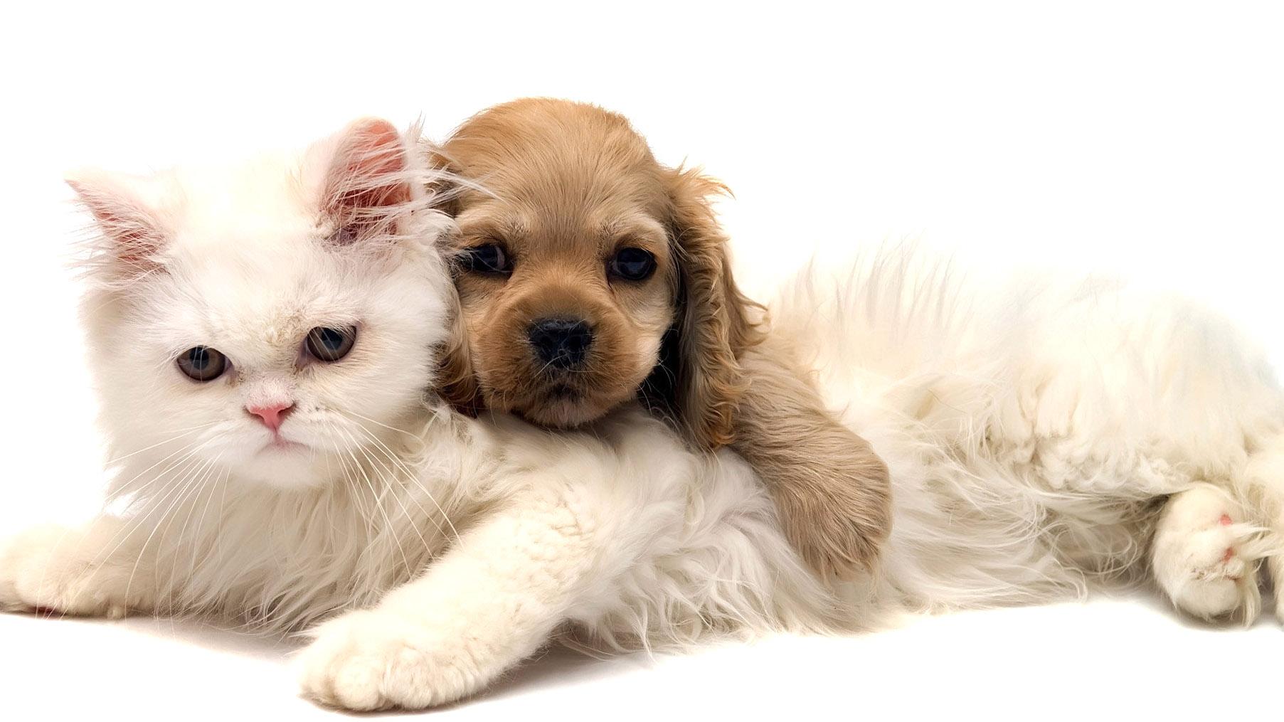 1805x1015 Puppy and Kitten Packages