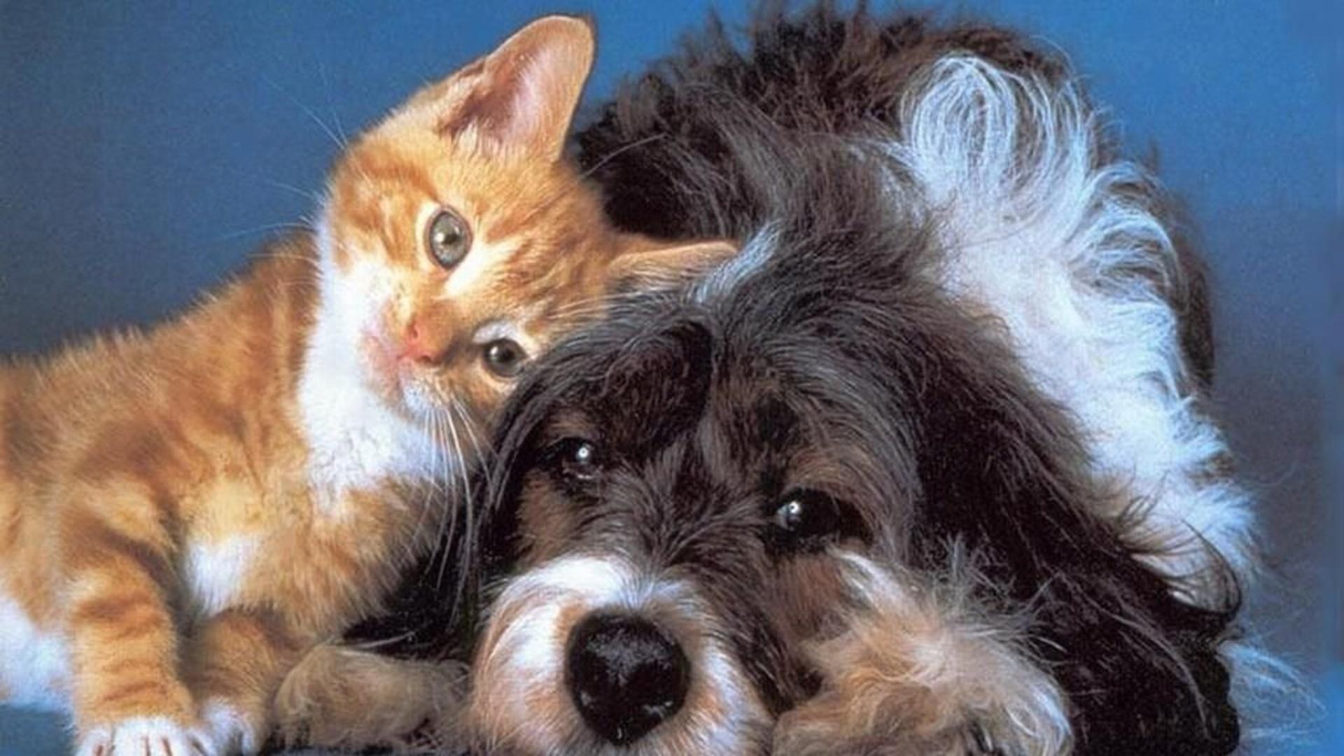 1920x1080 Cats Dogs Wallpaper Desktop