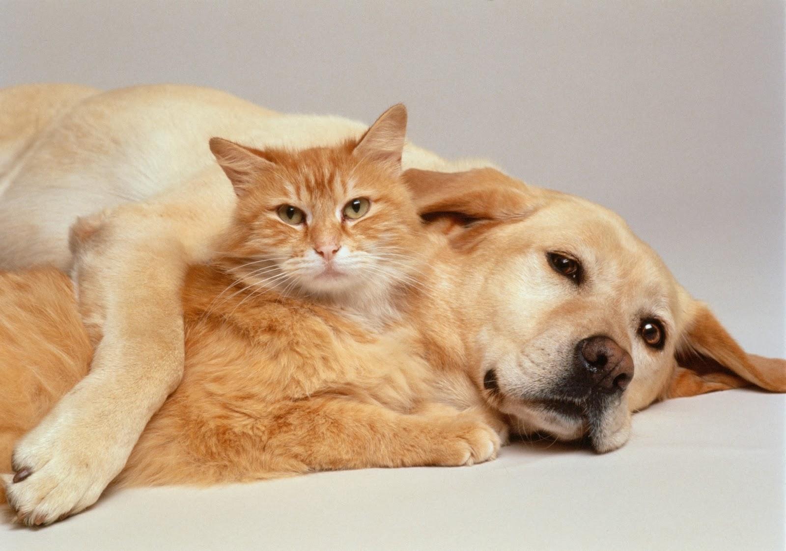 1600x1123 Free download Animals Zoo Park Cute Cat with Cute Dog Wallpaper 4 [1600x1123] for your Desktop, Mobile & Tablet. Explore Dog And Cat Wallpaper. Free Cat Wallpaper